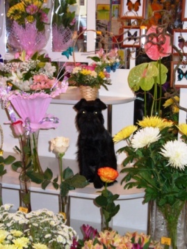 Бельгийский гриффон Аська работает в цветочном магазине, покупают у нее хорошо.